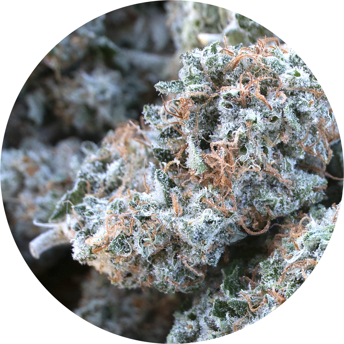 Photograph of product: White Fire - 28g
