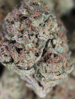 Photograph of product: Gold Shelf - Sherb Breath (I) - 28g