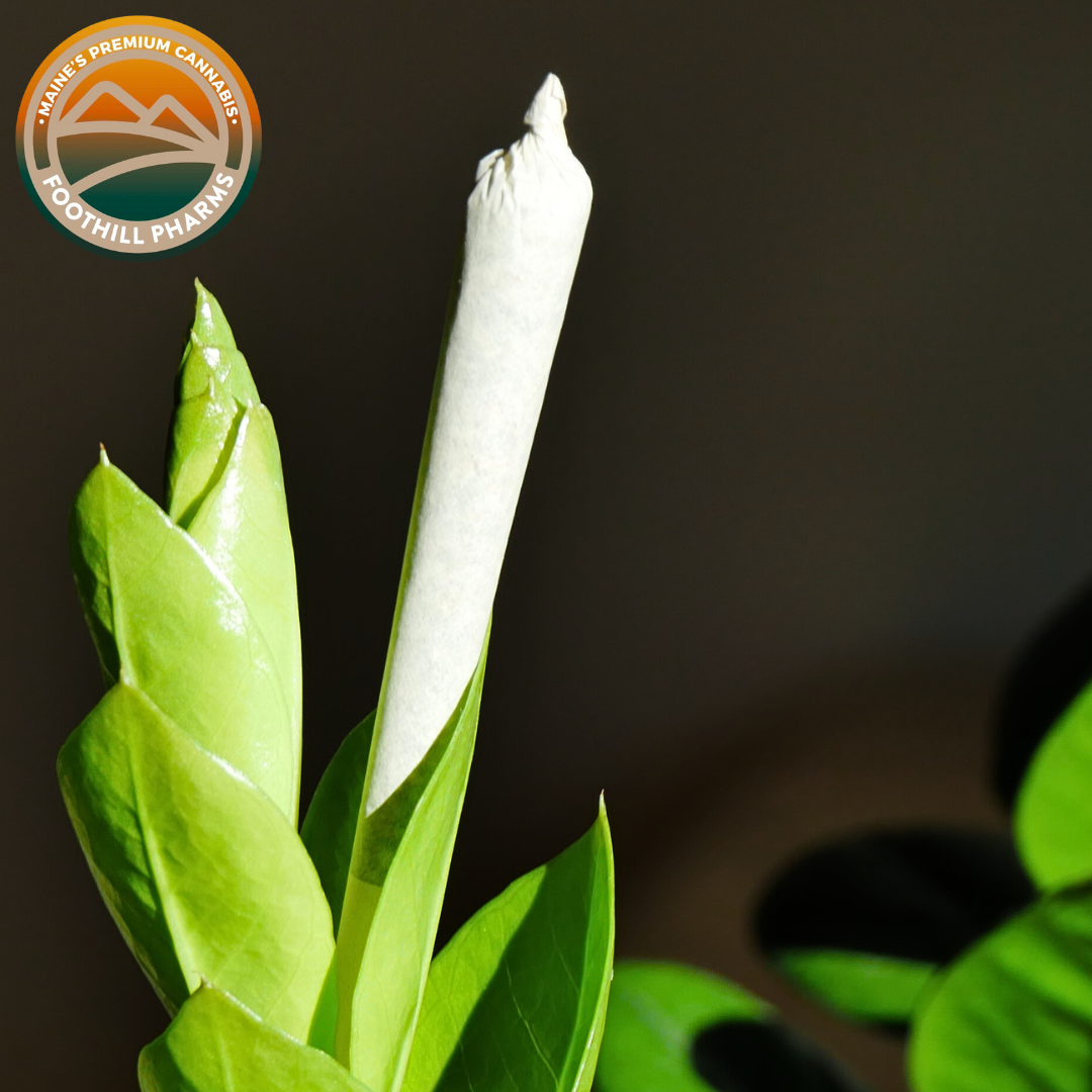 Photograph of product: Foothill Pharms // Midcoast Muffin Preroll