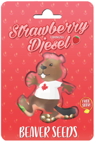 Photograph of product: Strawberry Diesel Seeds (Fem)