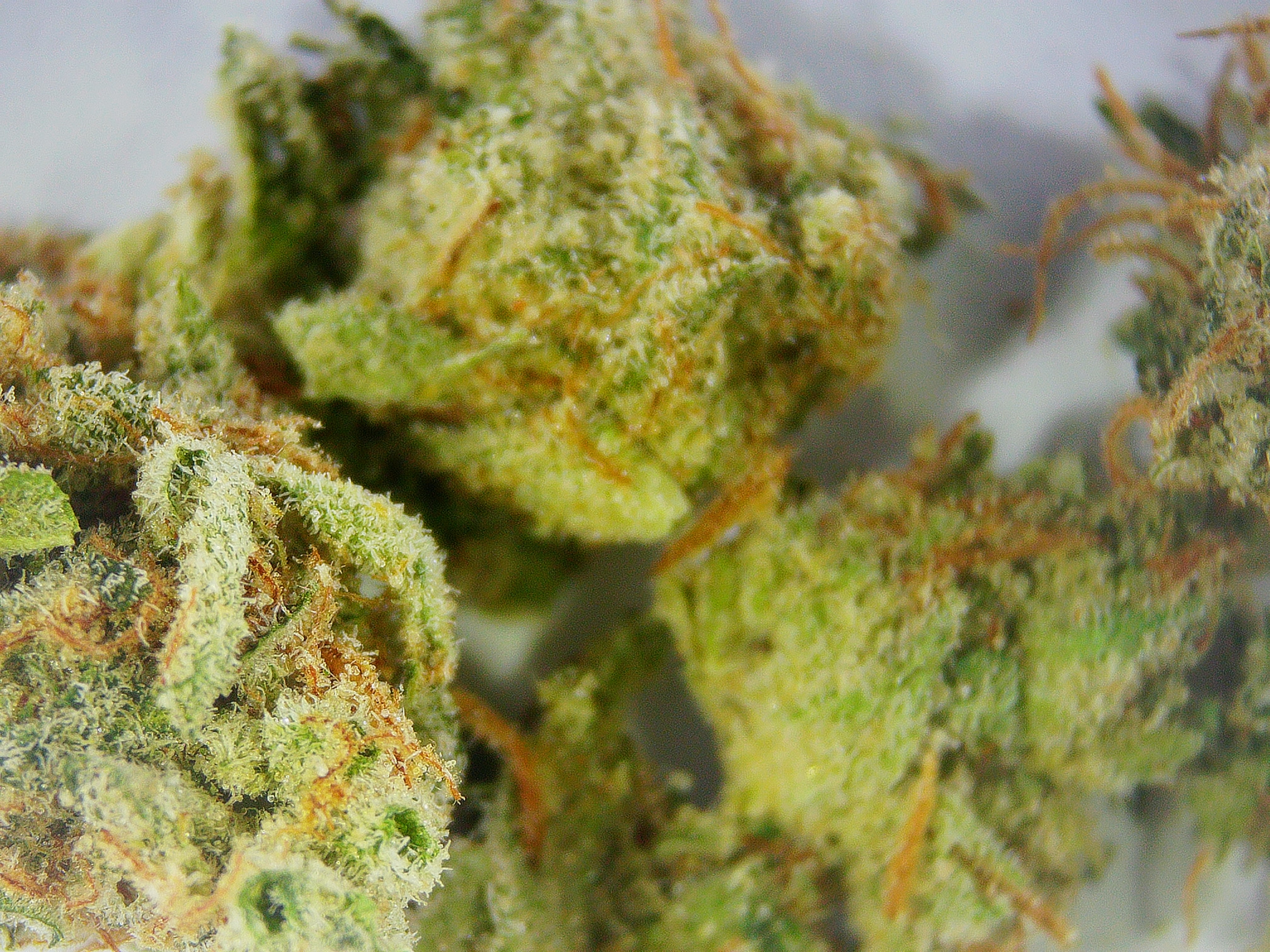 Photograph of Product: WL SATIVA Pre-Ground Salad BULK Flower - 1g