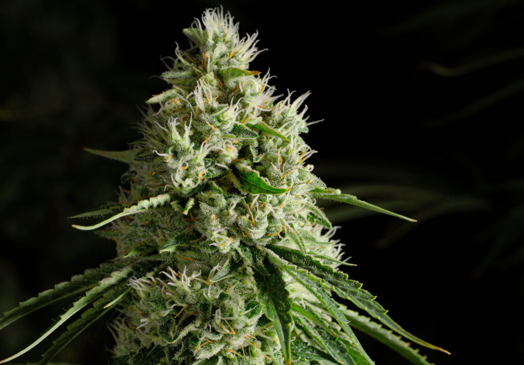 Photograph of product: White Durban Flower T27.30 (1-00777) - 14g