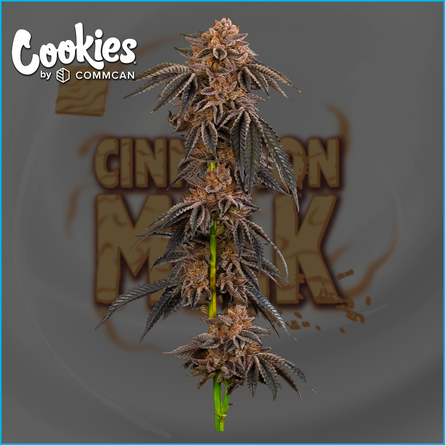 Photograph of product: Cookies Cinnamon Milk 3.5g