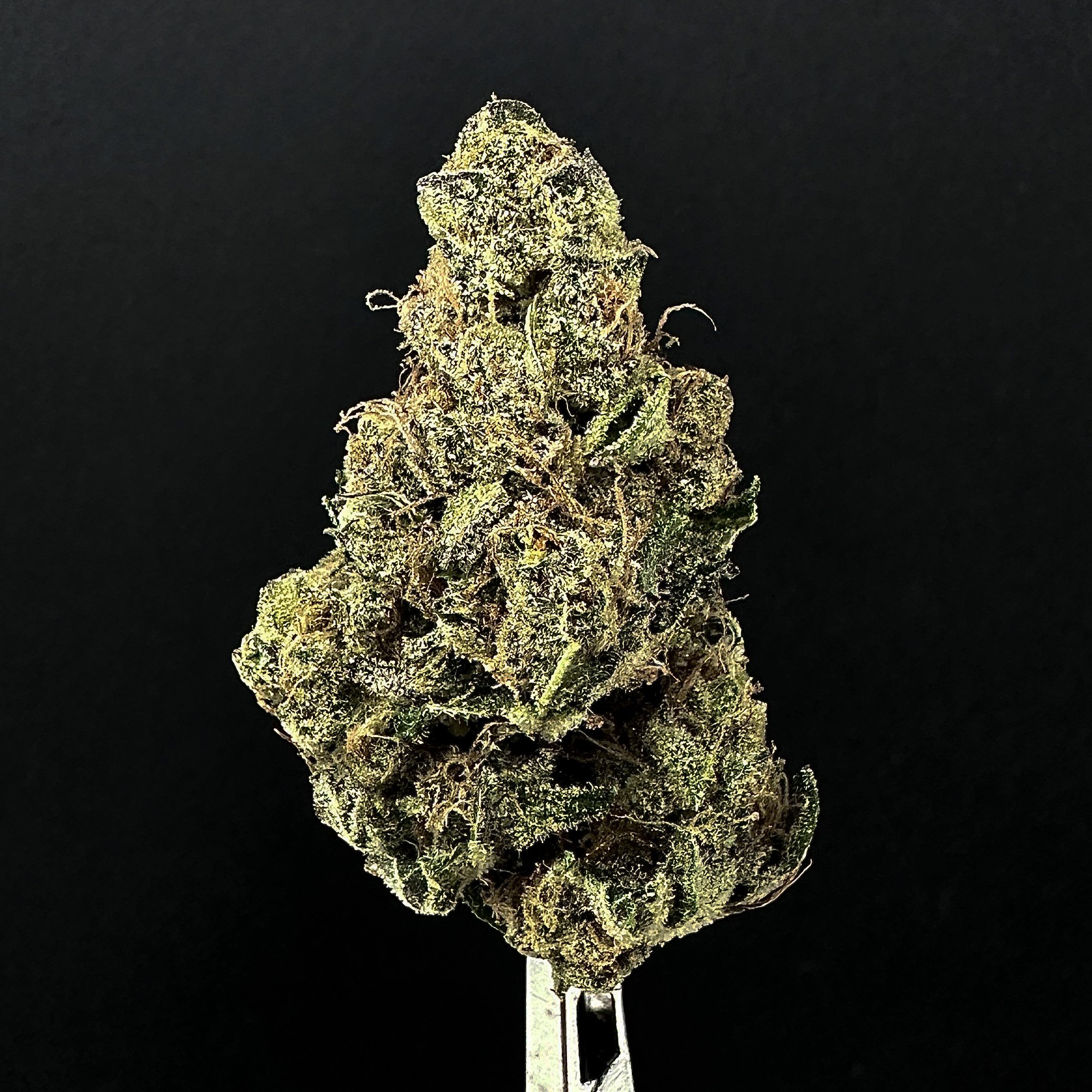 Photograph of product: Blue Sage - Granny Candy 1/8 - 3.5g