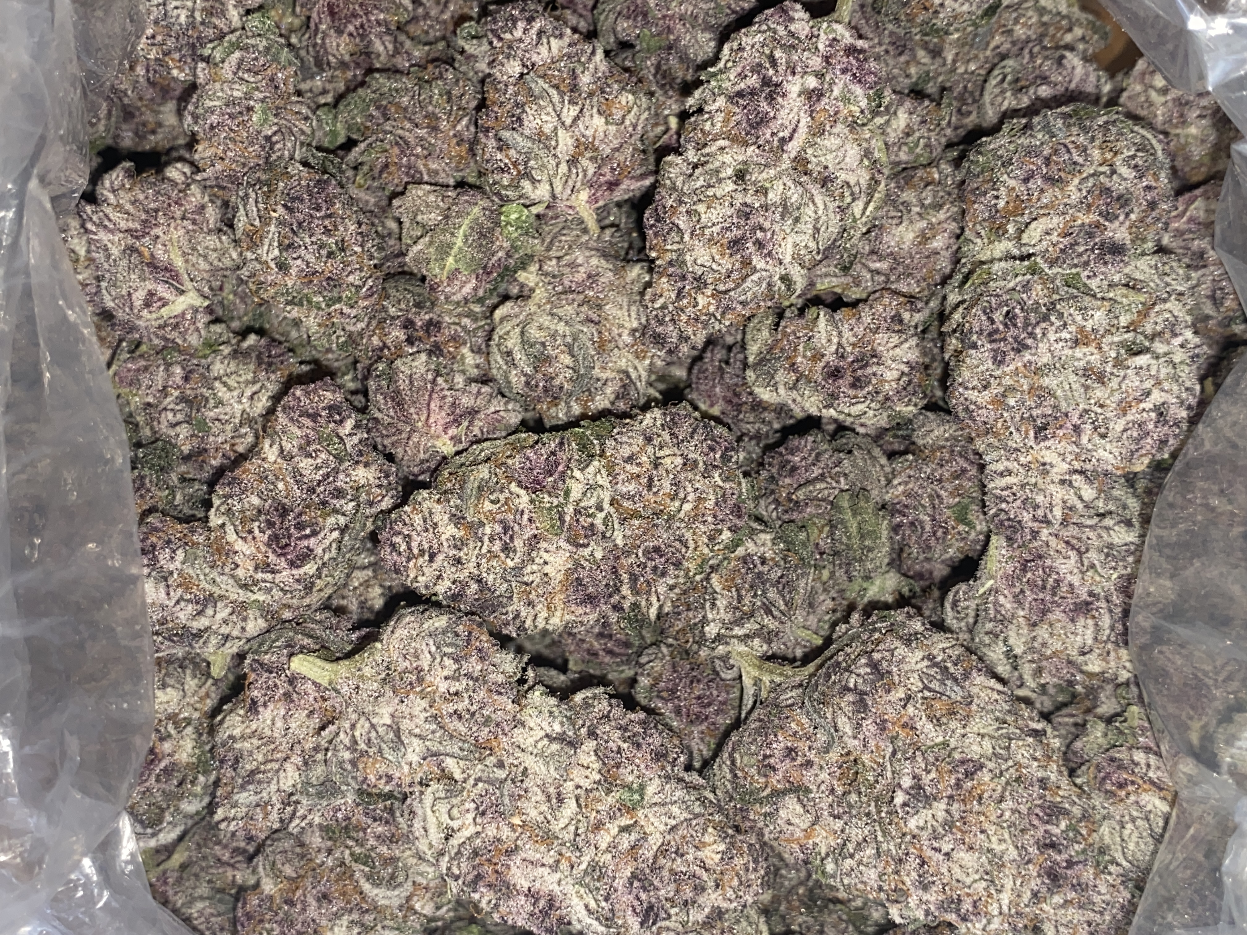 Photograph of product: Miami Mami | Premium Flower - 14g