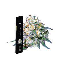 Photograph of product: Cherry Cookies All-In-One Vaporizer | 2g (REC)