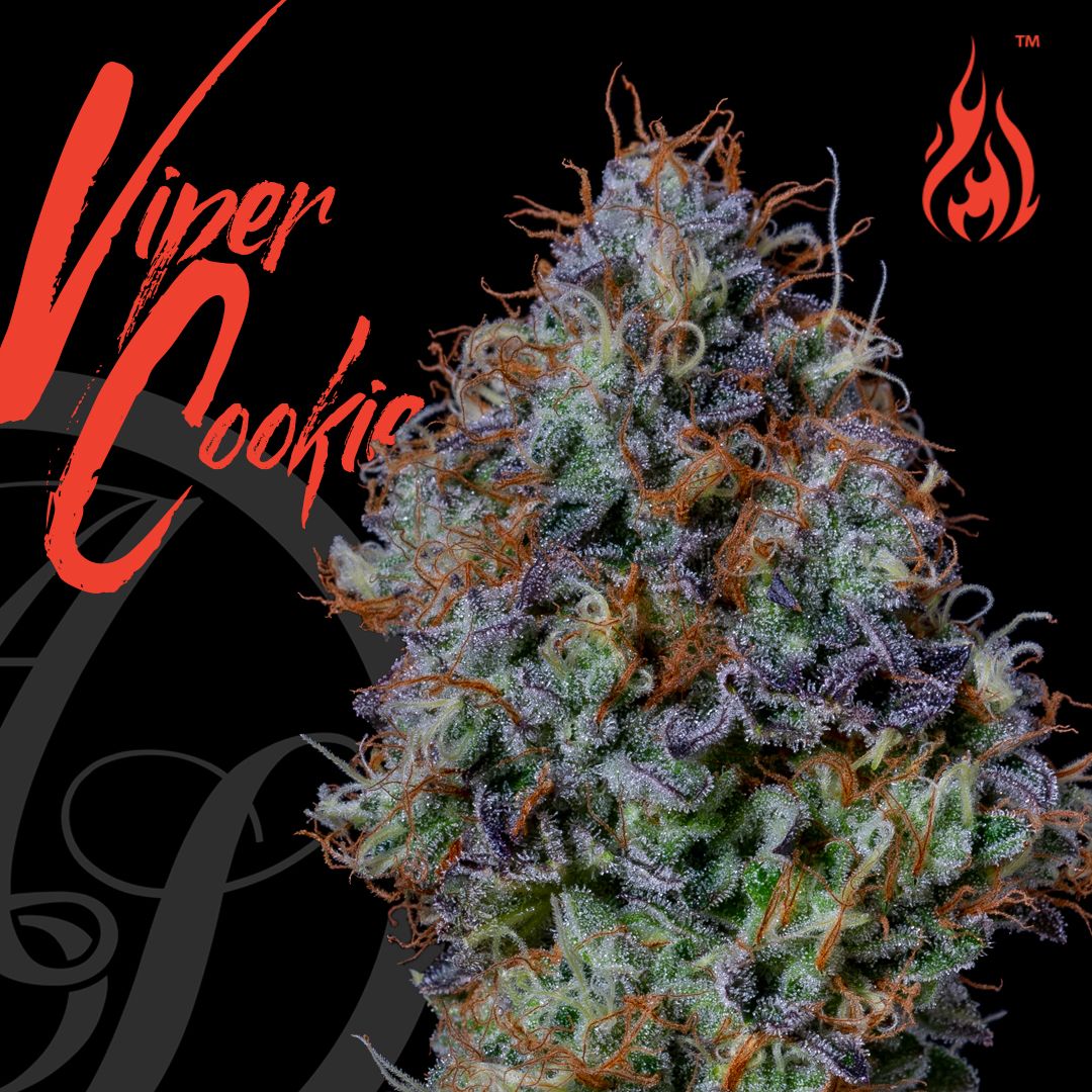 Photograph of product: VIPER COOKIES - 3.5g
