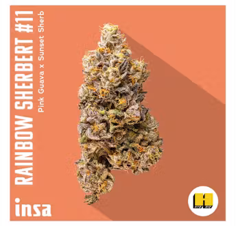 Photograph of product: Rainbow Sherbert 11 Flower | 3.5G | Insa