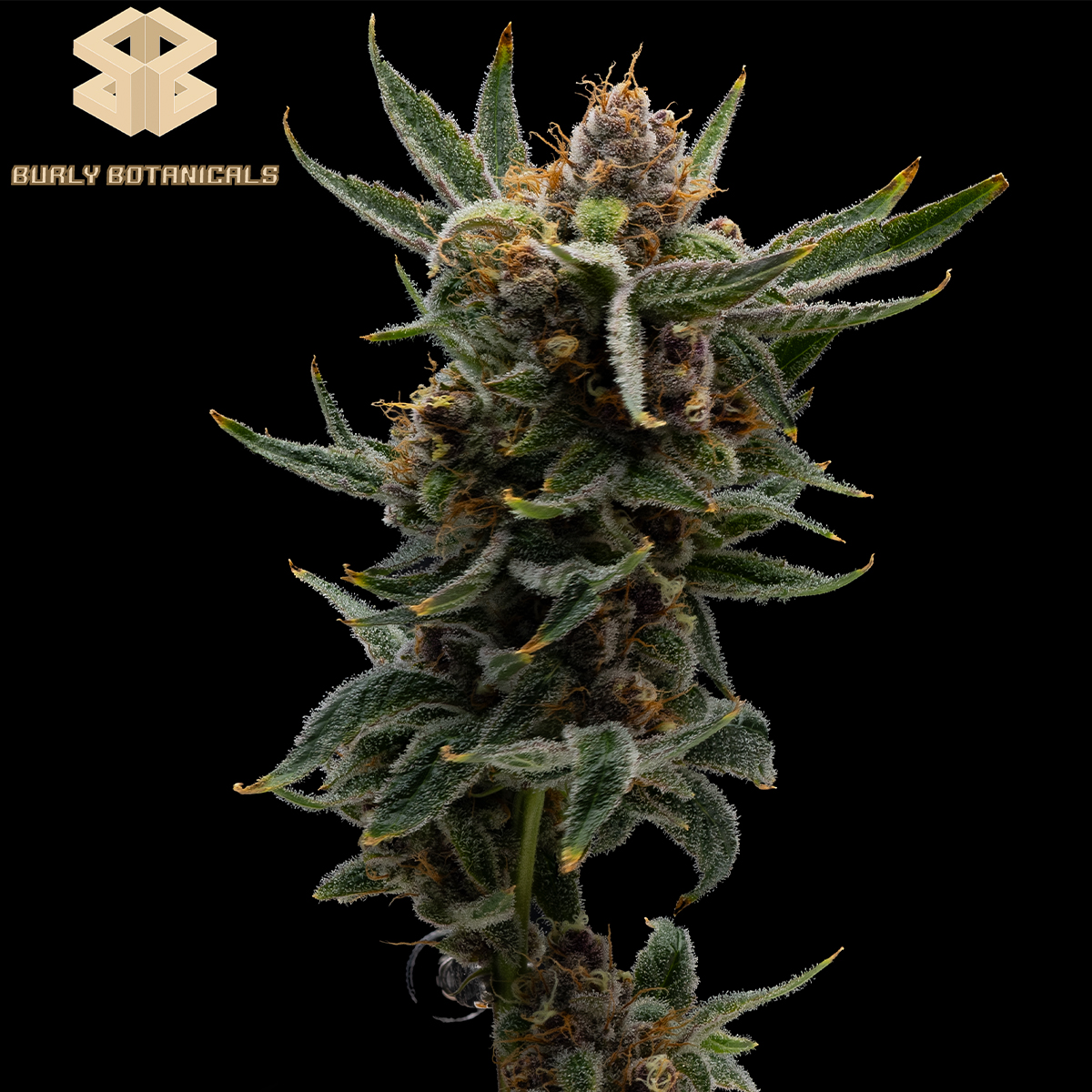 Photograph of product: Stinky Putang #24 - Burly Botanicals Flower - 14g