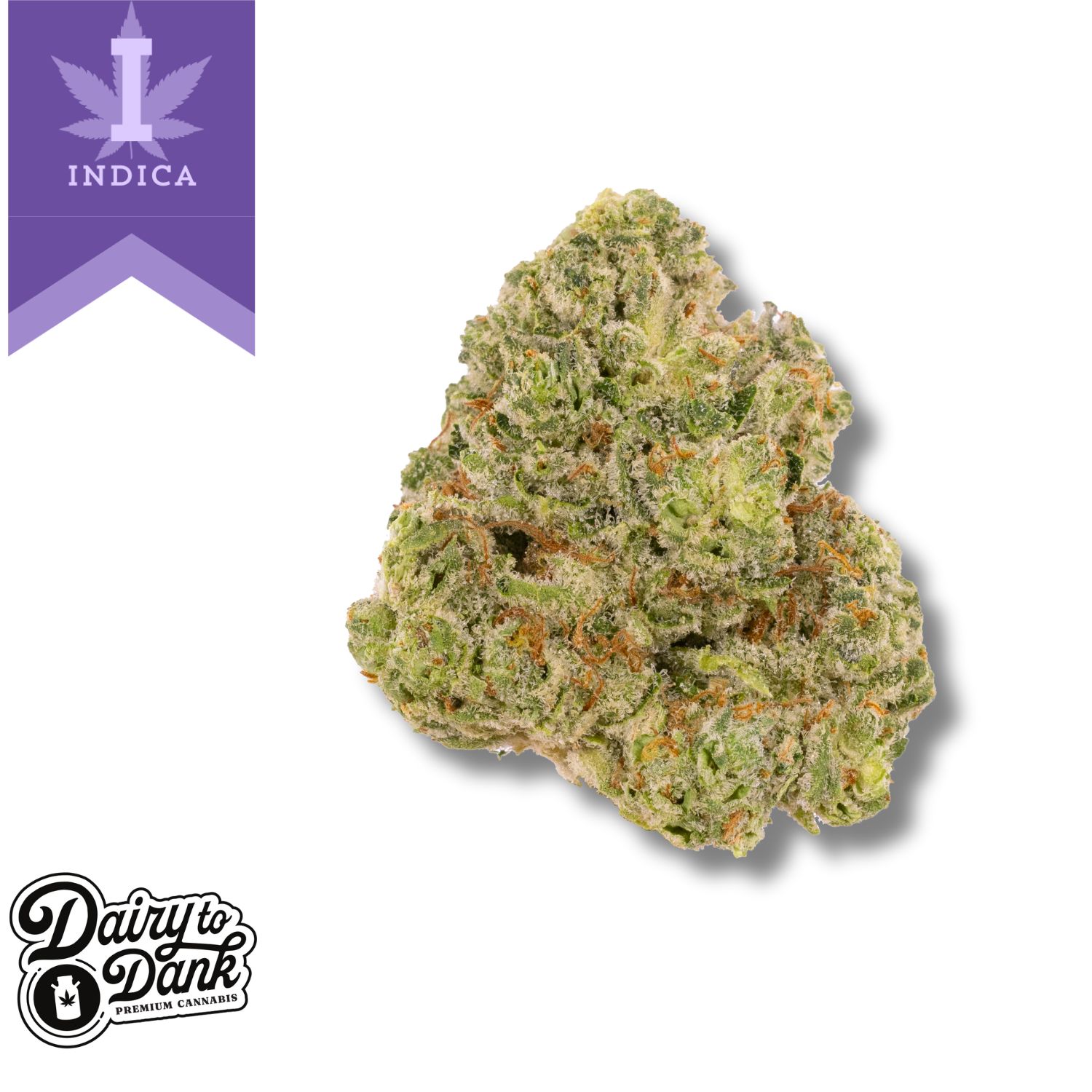 Photograph of product: D2D | Flower | Pre-Pack 1pk | Vanilla Custard (IDH) | Assorted - 14g