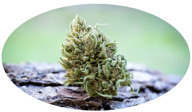 Photograph of product: Harmony Rose 1:1 CBD - 7.5g