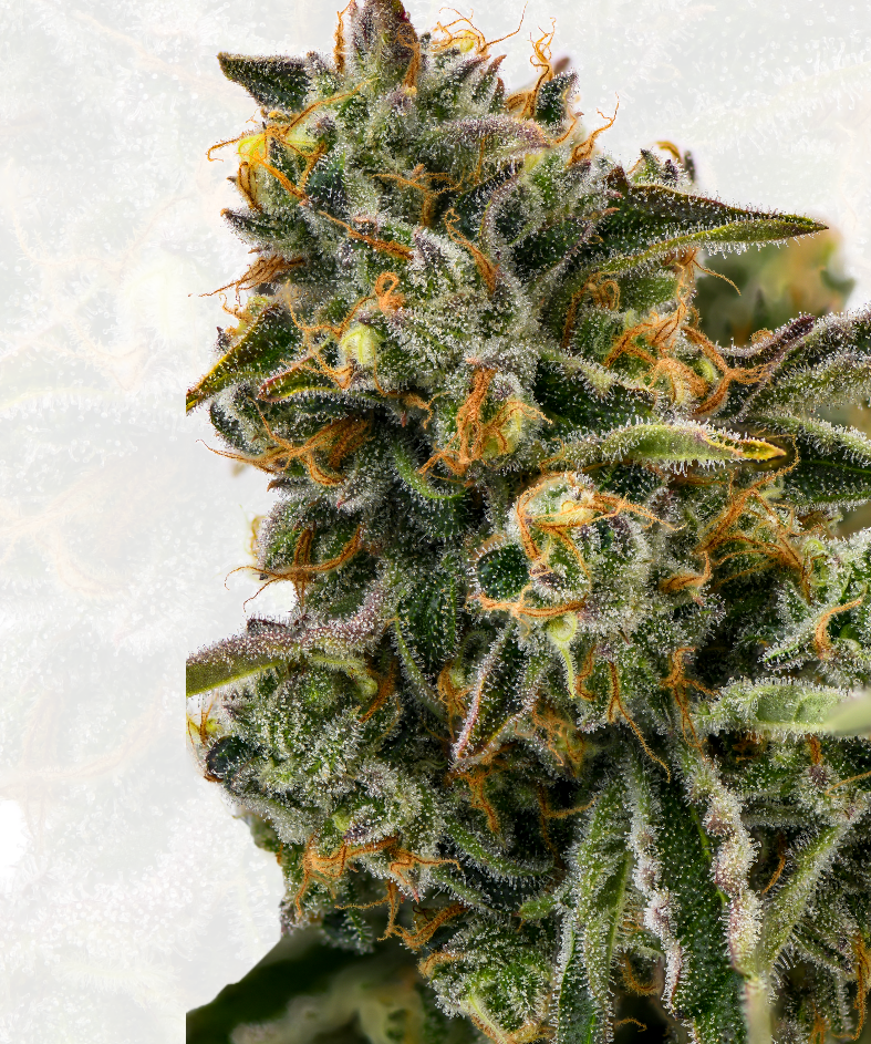 Photograph of product: MariGrow Farms | Flower (B Bud) | Nikki Louda | Oui'd - 28g