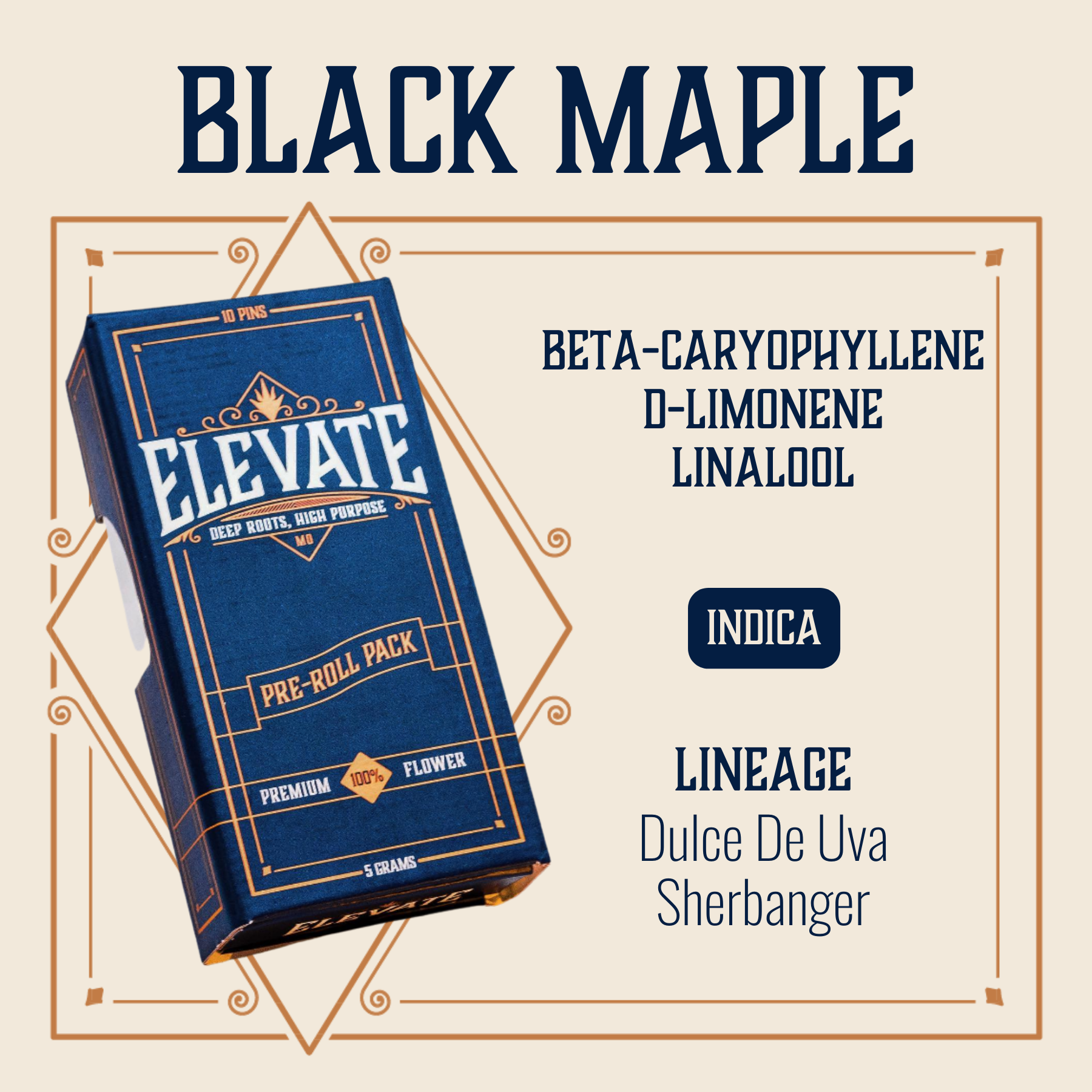Photograph of product: Black Maple Pins Pre-Roll | 10-pack