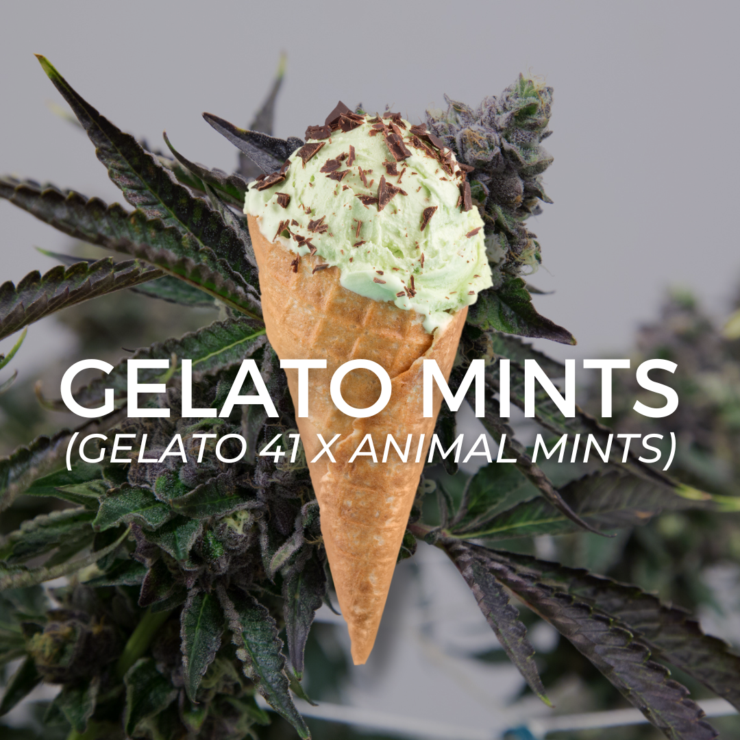 Photograph of product: Gelato Mints - Popcorn Nugs - 1/2oz - 14g