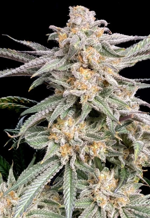 Photograph of product: Snoop Punch - 28g