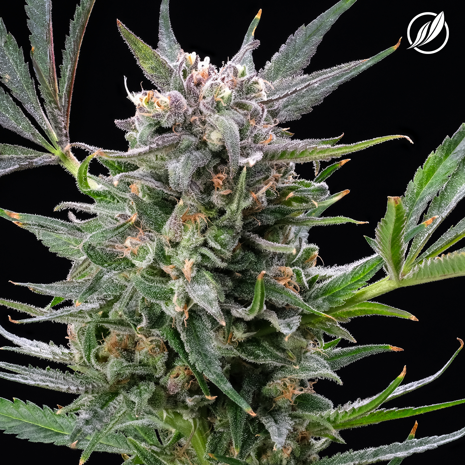 Photograph of product: Blue Sky Haze CBD Flower T9.78 C8.5 (2-26150) - 3.5g