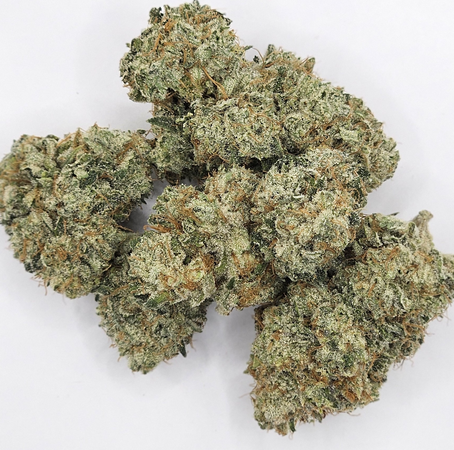 Photograph of product: Evan's Creek Farms - Fire Bellied Toad - 28g