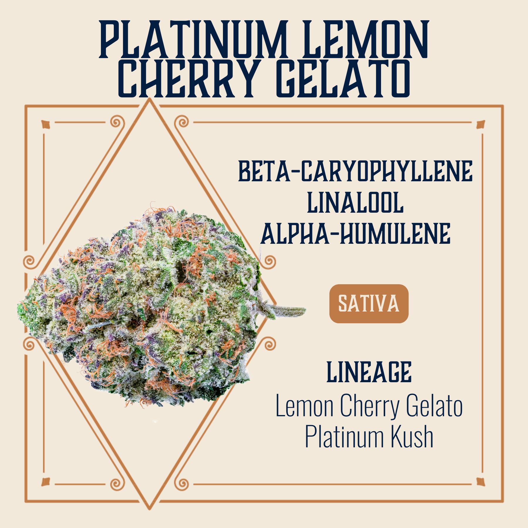 Photograph of product: Platinum Lemon Cherry Gelato Flower | 3.5g
