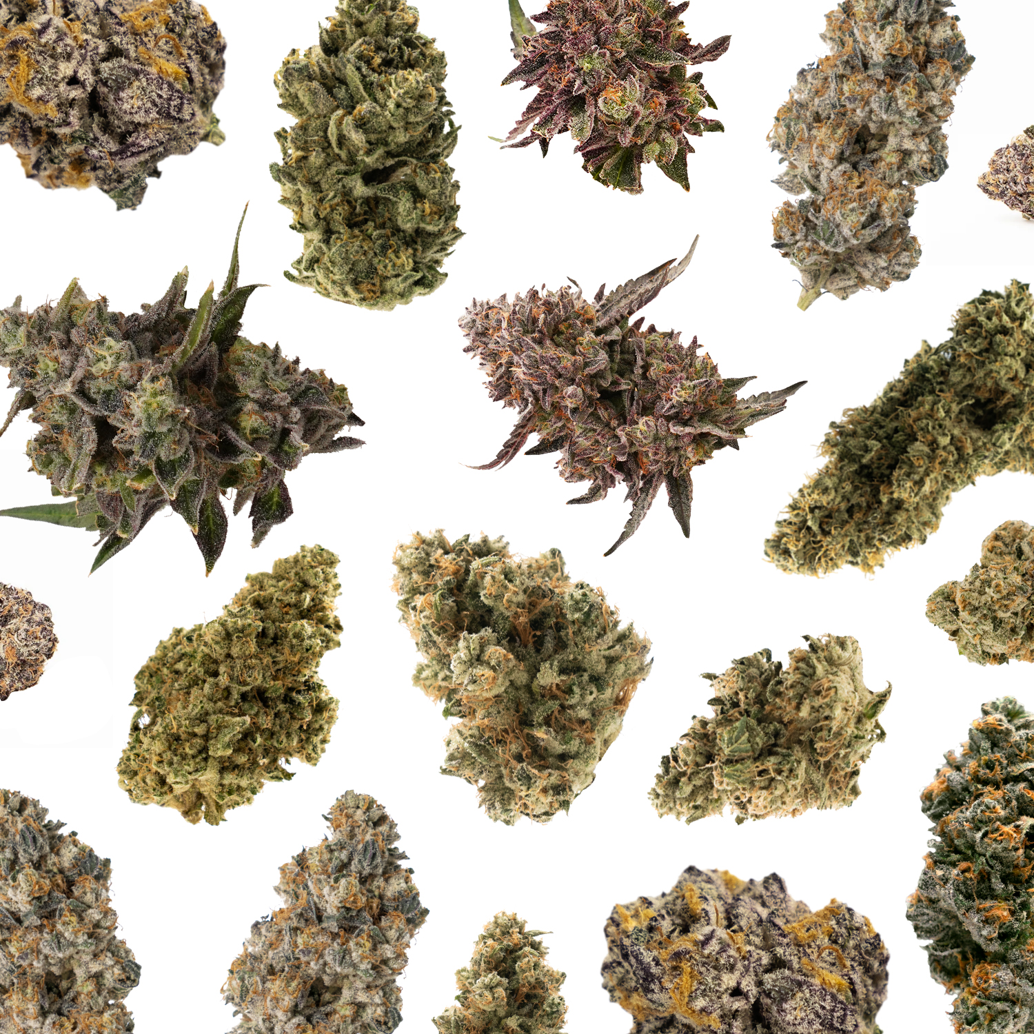 Photograph of product: Pleasantrees | Deli-Style Bulk Buds | Amazon Drip - 28g