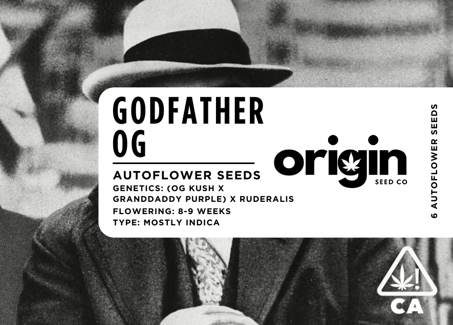 Photograph of product: Origin Seed Co - 6pk Autoflower Seeds - Godfather OG