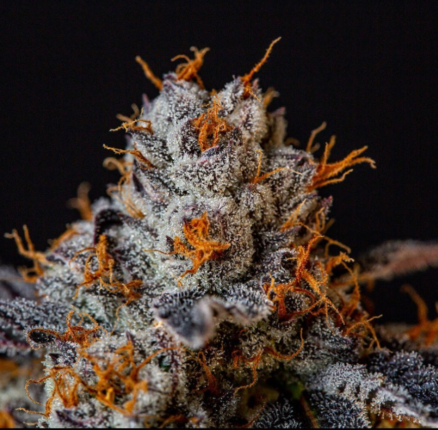 Photograph of Product: Pure GMO - 14g