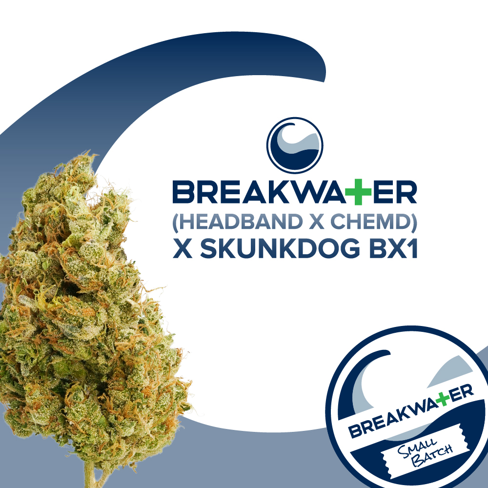 Photograph of product: (Headband x ChemD) x Skunkdog Bx1 Premium Flower - 7g