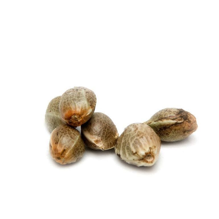 Photograph of Product: Krishna Kush