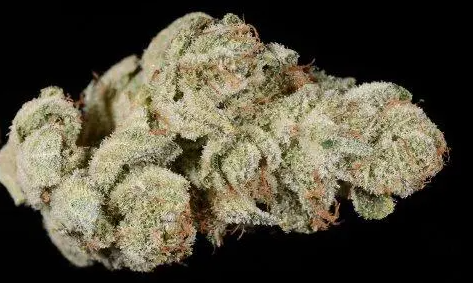 Photograph of product: Gold Shelf - Gorilla Glue #4 (H) - 28g