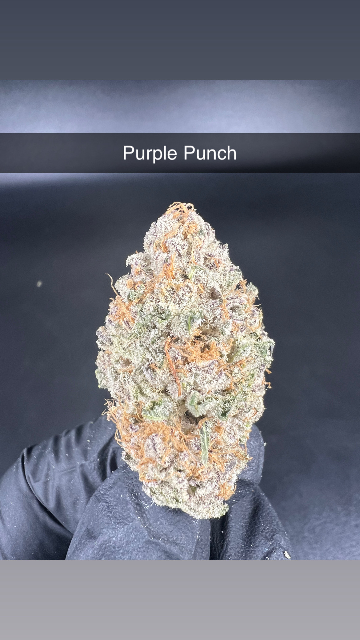 Photograph of product: Purple Punch - Flower - Hybrid - 28g