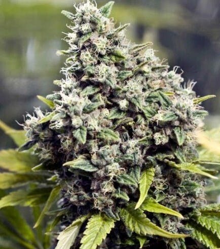 Photograph of product: GrapefruitZ