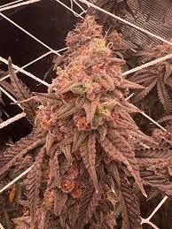 Photograph of Product: The Flower Shop - Yikes - Bulk Flower - 1g