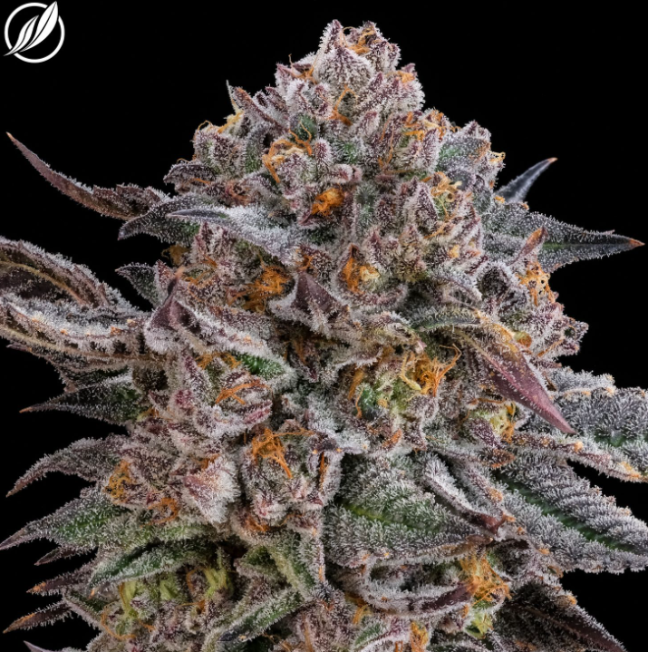 Photograph of product: Kush Scout Flower S 26149 (AU) - 3.5g