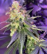 Photograph of product: Durban Poison '25 - 7g
