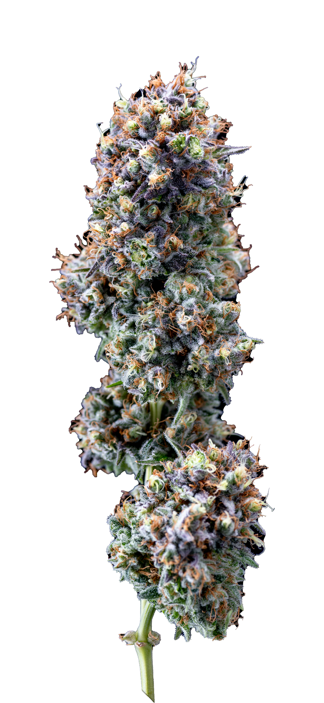 Photograph of product: Vice City Smalls - 14g