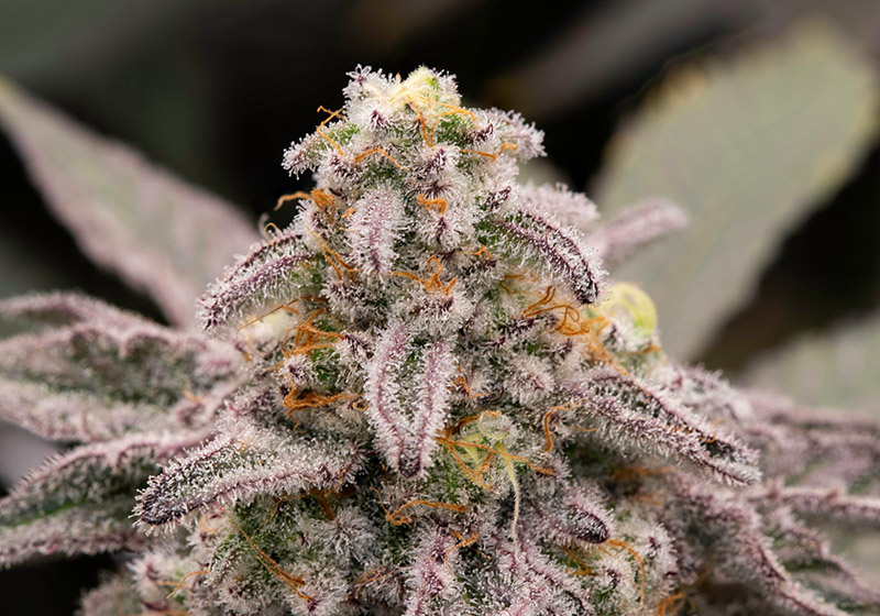 Photograph of product: Cherry Flower - MIA Runtz - 1g