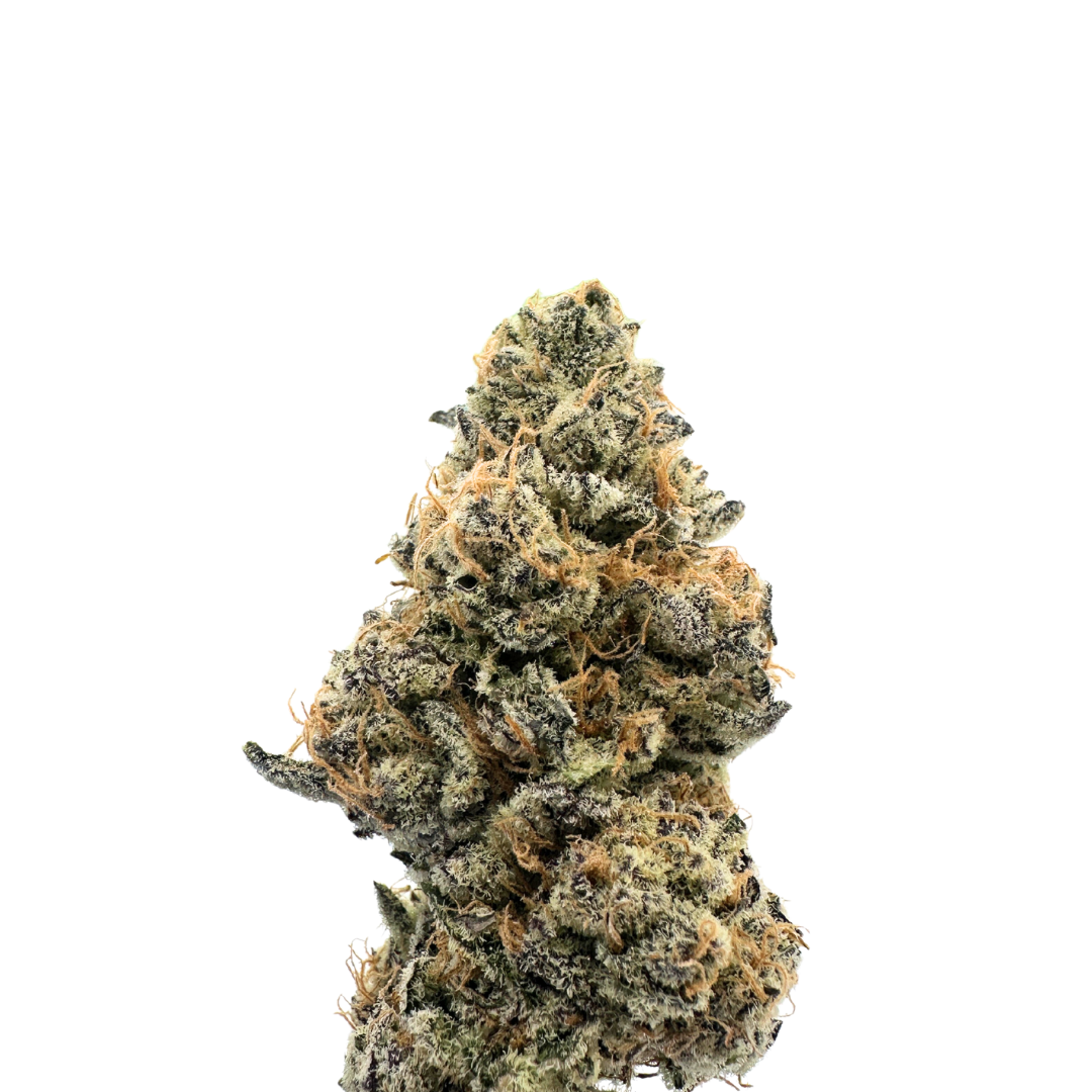 Photograph of product: Tarantula Genetics | Platinum Ares - 28g