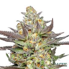 Photograph of product: Melody Genetics | Jelly Mints - 28g