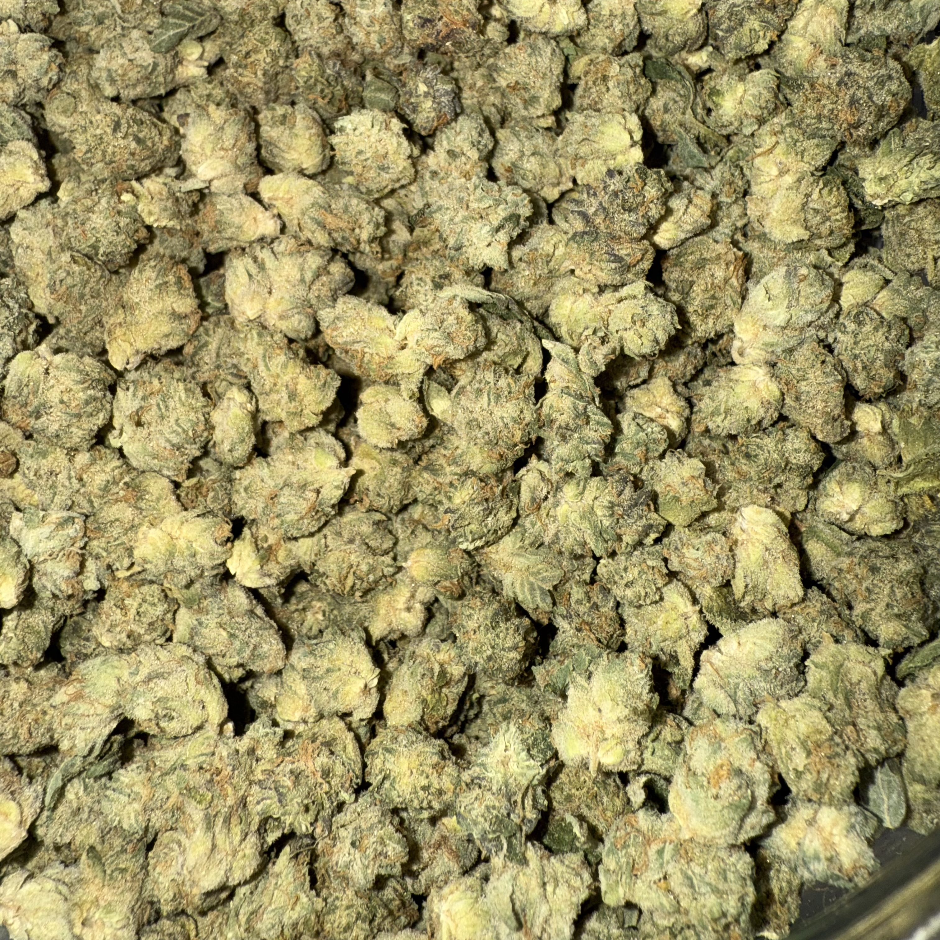 Photograph of product: GLORIOUS | Bulk Flower | Ice cream cake x Kush mints - 1g