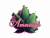 Photograph of product: AMNESIA | ICC BUBBLE au chocolat GLASS TIP PREROLL | 1.3G | PINK LEMONADE