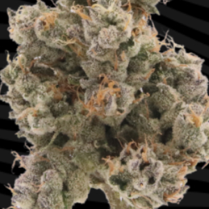 Photograph of product: ORANGE CHAI 3.5G 1D