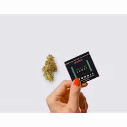 Photograph of product: House Of Sacci | Airmail Premium Flower | .7G Flower