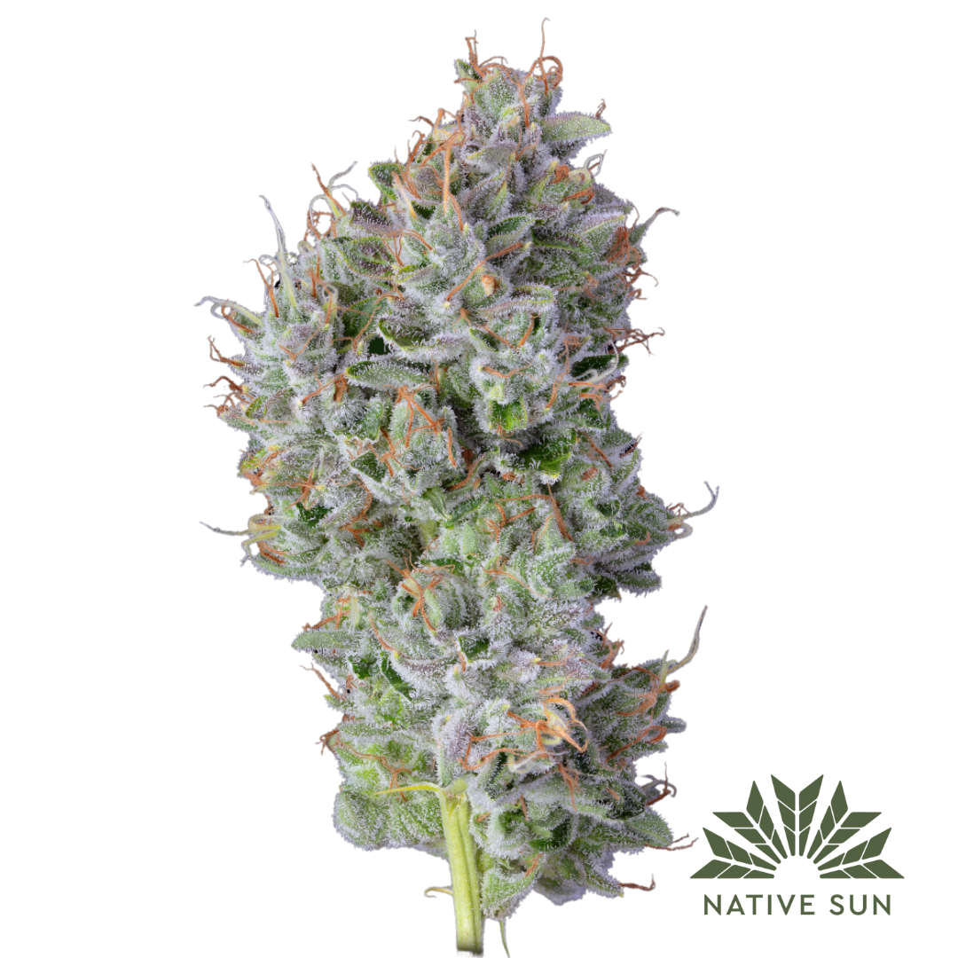 Photograph of product: Hollywood Hairband | Flower | 3.5g