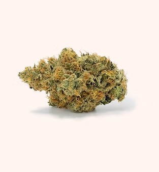 Photograph of product: CAMP BUTTERSCOTCH SUNSHINE