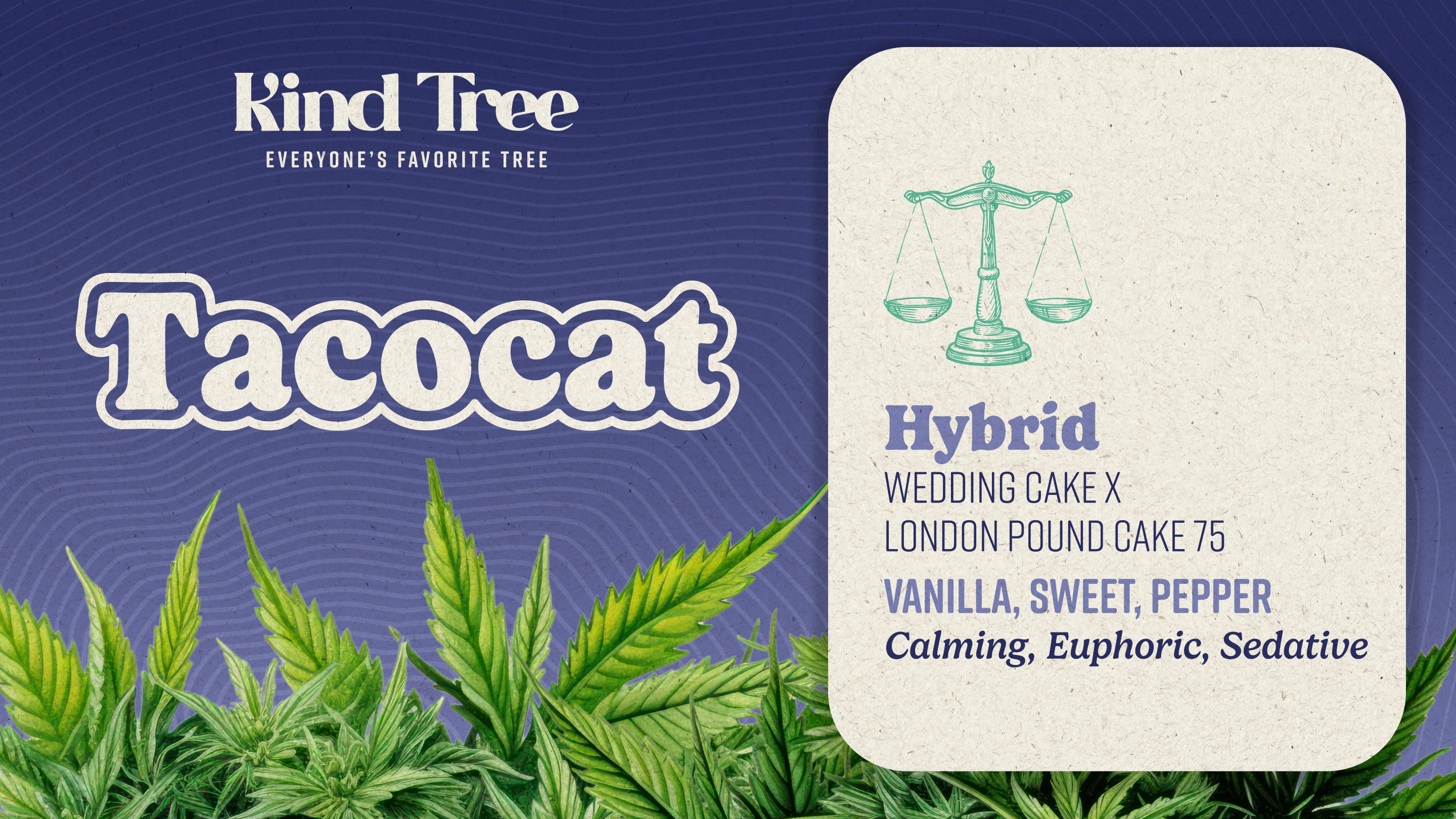 Photograph of product: Kind Tree | Taco Cat Flower - 3.5g