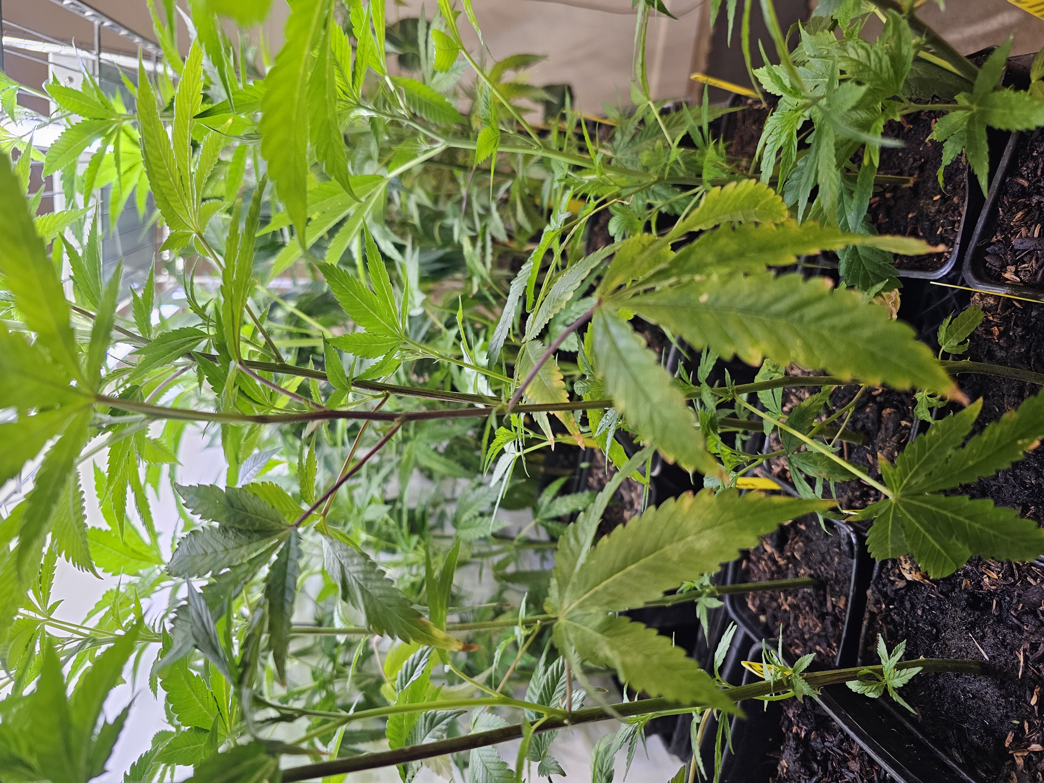 Photograph of product: BLACK RUNTZ