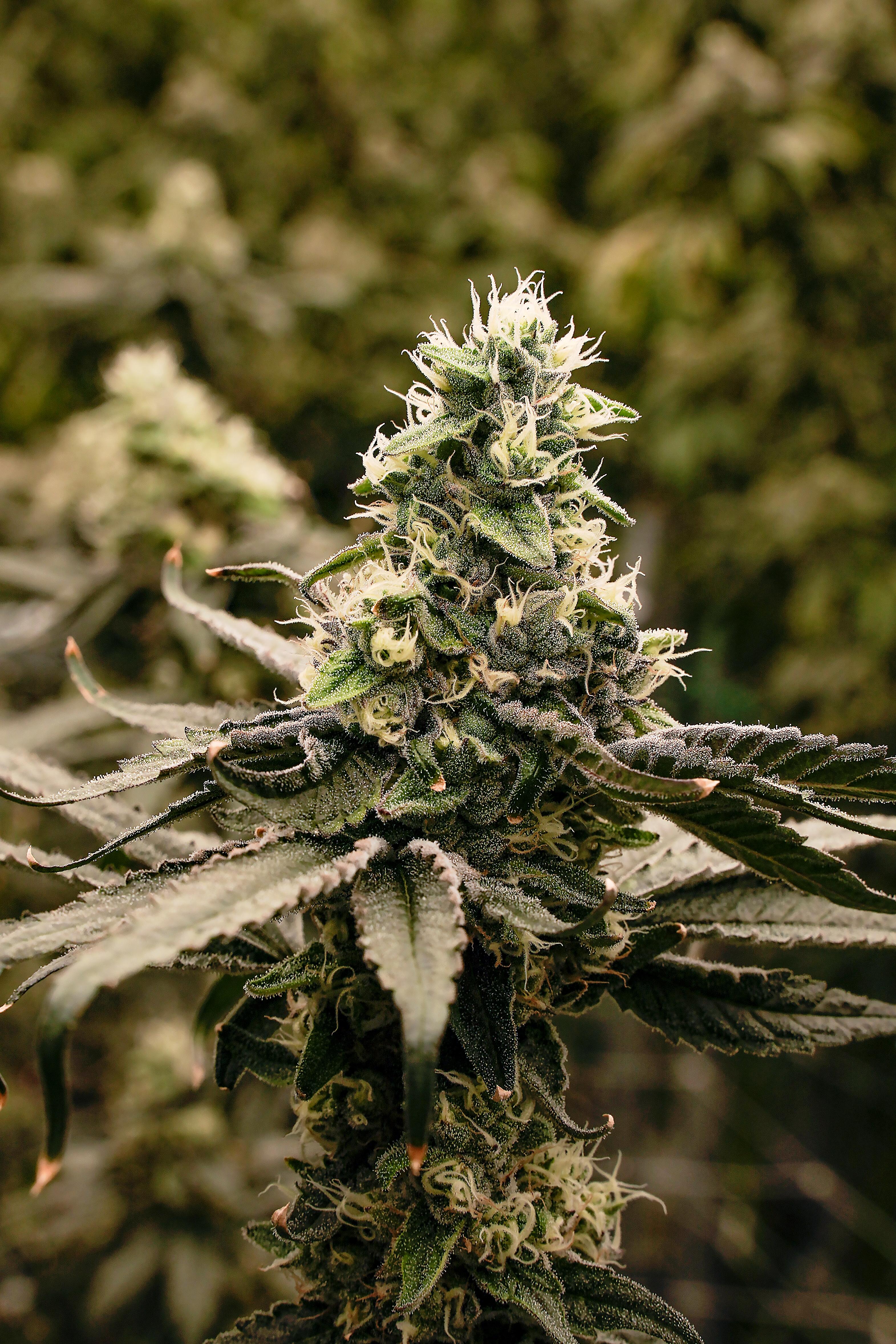 Photograph of product: 3.5G CARIBBEAN BREEZE PRE-PACKED