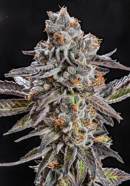 Photograph of product: Viper Cookies - Eighth