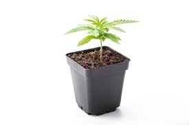 Photograph of product: Wise Guys - Death Coast Clone