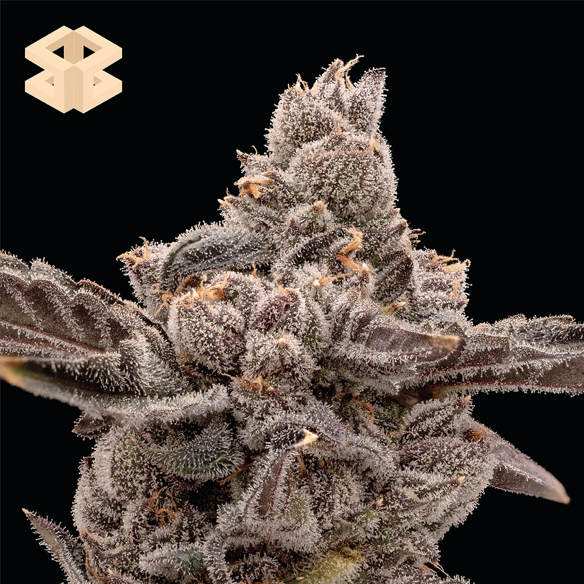 Photograph of product: Bag of Berriez - Burly Botanicals Flower - 28g