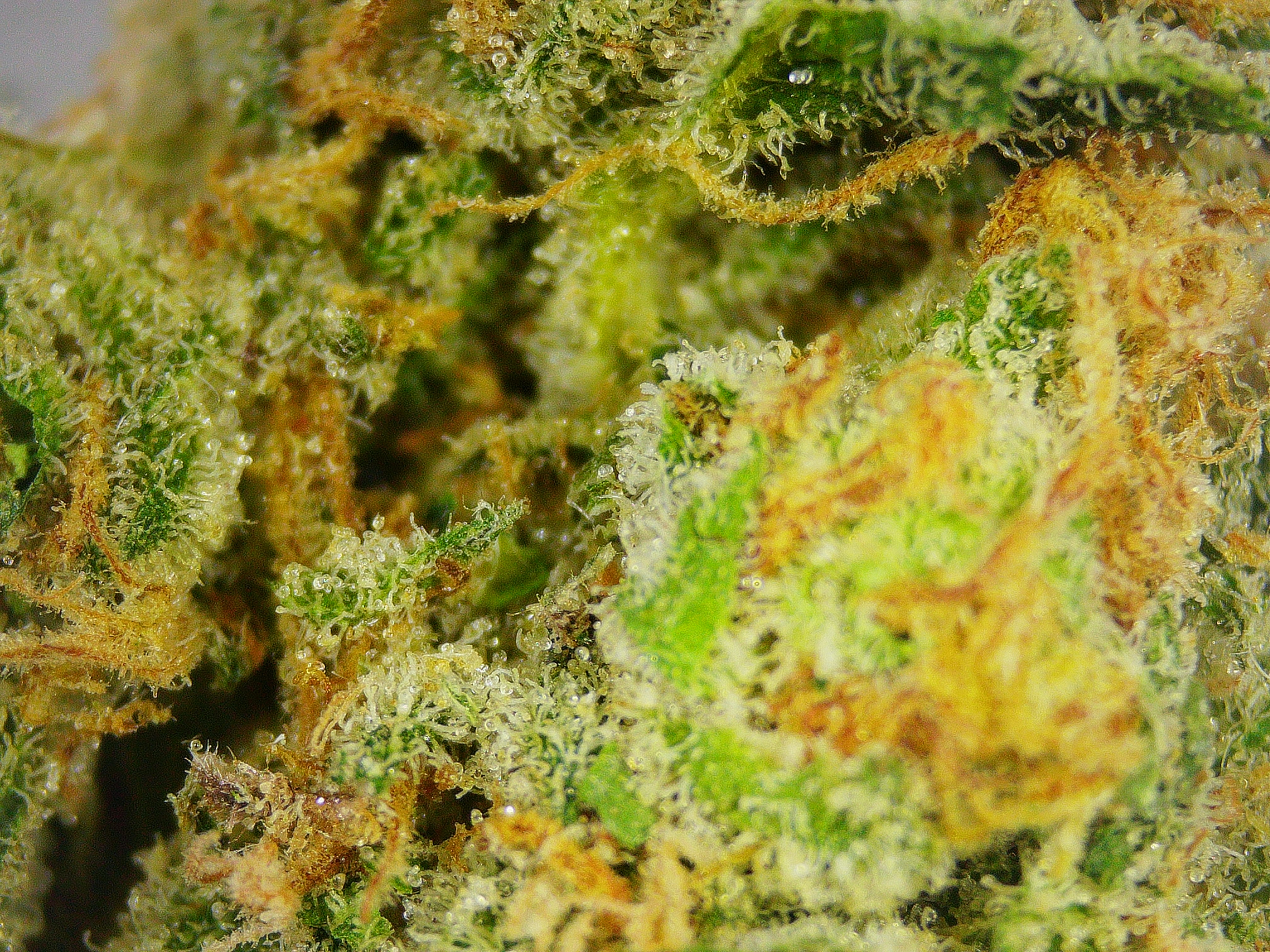 Photograph of Product: VT Medicine Man Double Dream BULK Flower - 1g